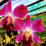 KSLI_ORCHIDEES-CONCEPT