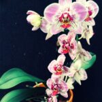 KSLI_ORCHIDEES-CONCEPT1