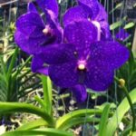 KSLI_ORCHIDEES-CONCEPT3
