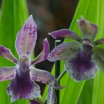 KSLI_ORCHIDEES-CONCEPT5